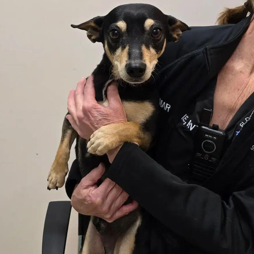 Enlarge Luchi, a ADOPTABLE mixed breed in Rocklin , CA image 1/2