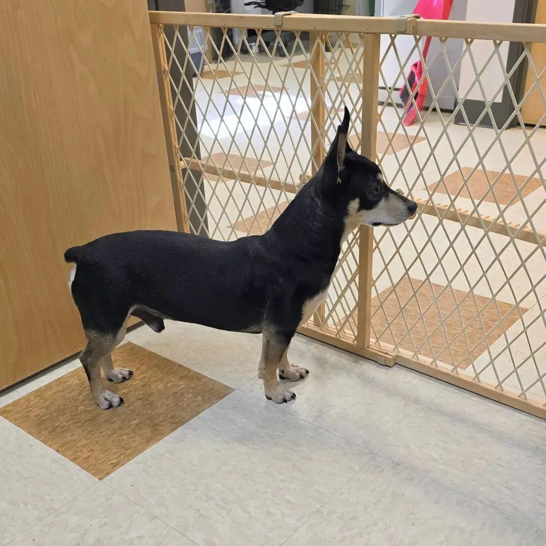 Enlarge Luchi, a ADOPTABLE mixed breed in Rocklin , CA image 2/2