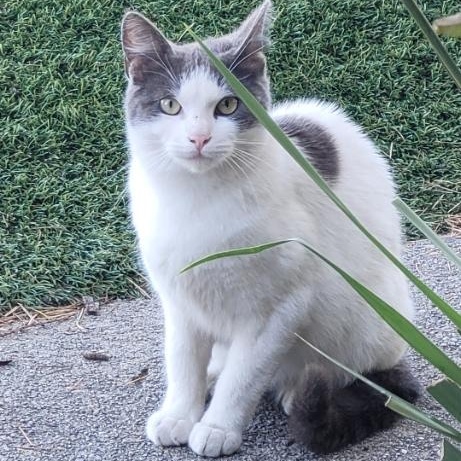 Dusty, a Adoptable American Shorthair in Los Angeles, CA image 2/2