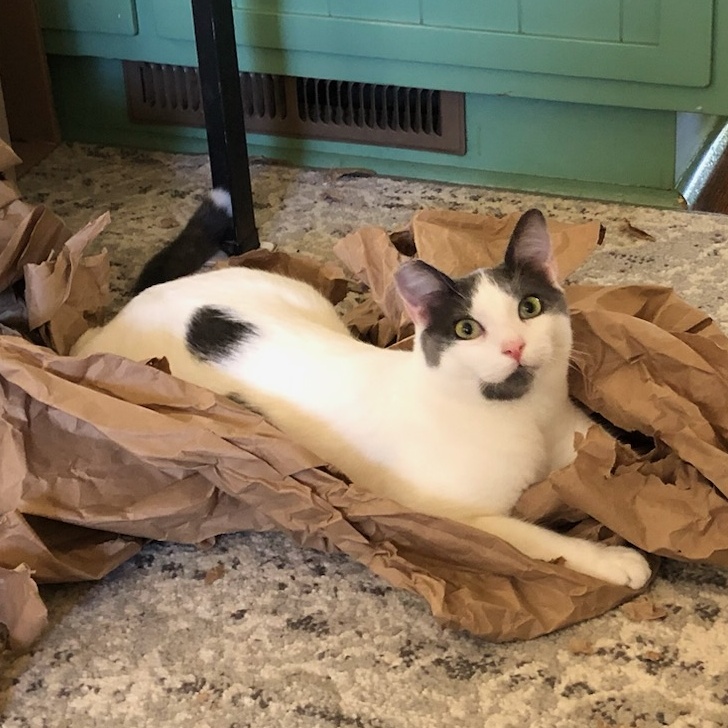 Dusty, a Adoptable American Shorthair in Los Angeles, CA image 1/2