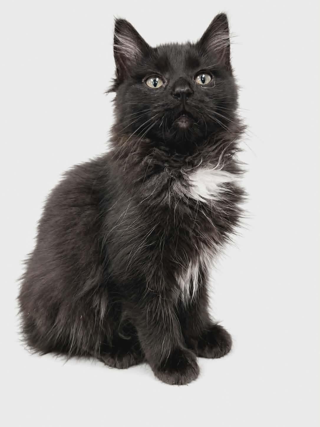 Huney Bunches, Adopted, Young Female Domestic Short Hair.