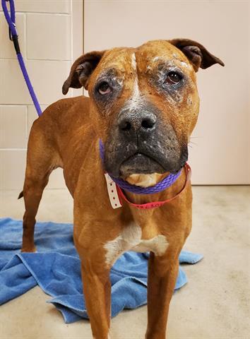 ROSIE, Adoptable, Adult Female Pit Bull Terrier.