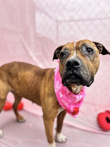 ROSIE, Adoptable, Adult Female Pit Bull Terrier.