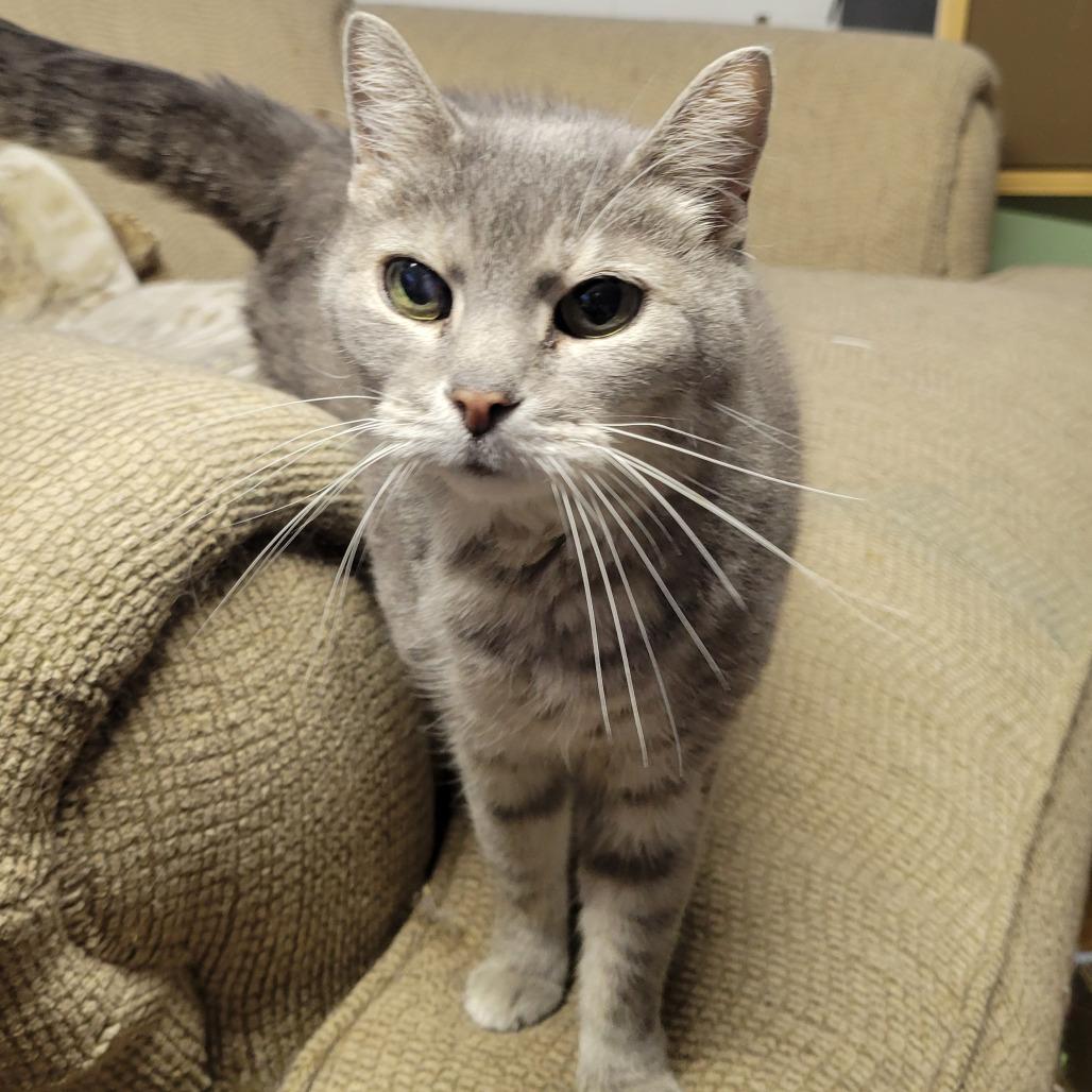 Enlarge Annette (only kitty!) Felv Positive, a Adoptable Domestic Short Hair in Carmel, IN image 1/3