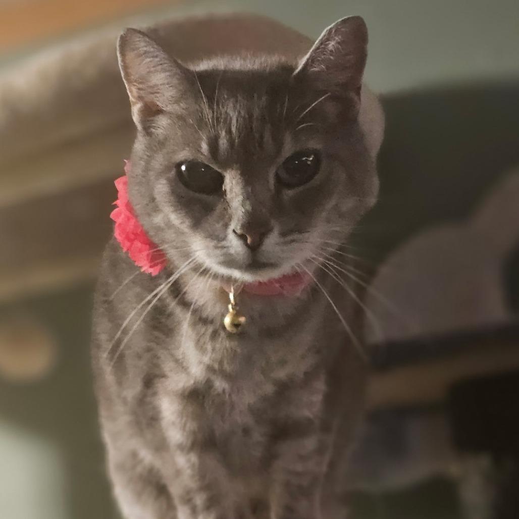 Enlarge Annette (only kitty!) Felv Positive, a Adoptable Domestic Short Hair in Carmel, IN image 2/3