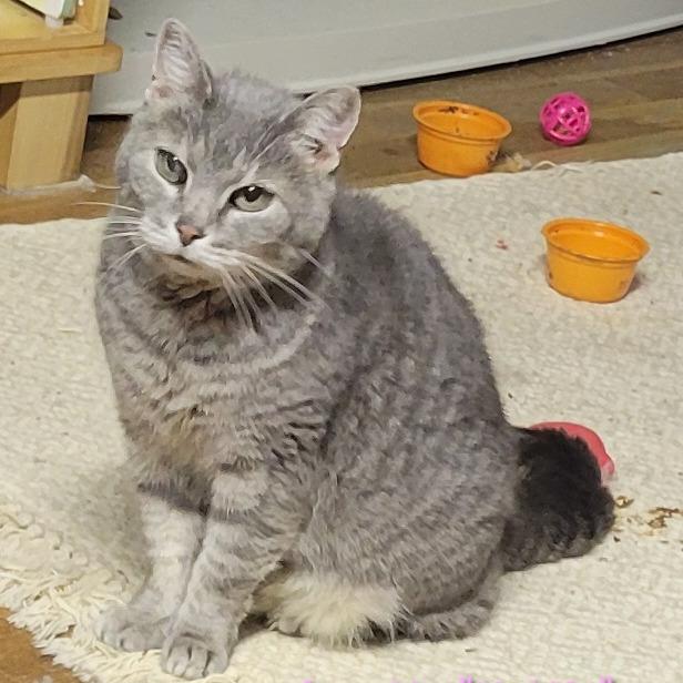 Enlarge Annette (only kitty!) Felv Positive, a Adoptable Domestic Short Hair in Carmel, IN image 3/3