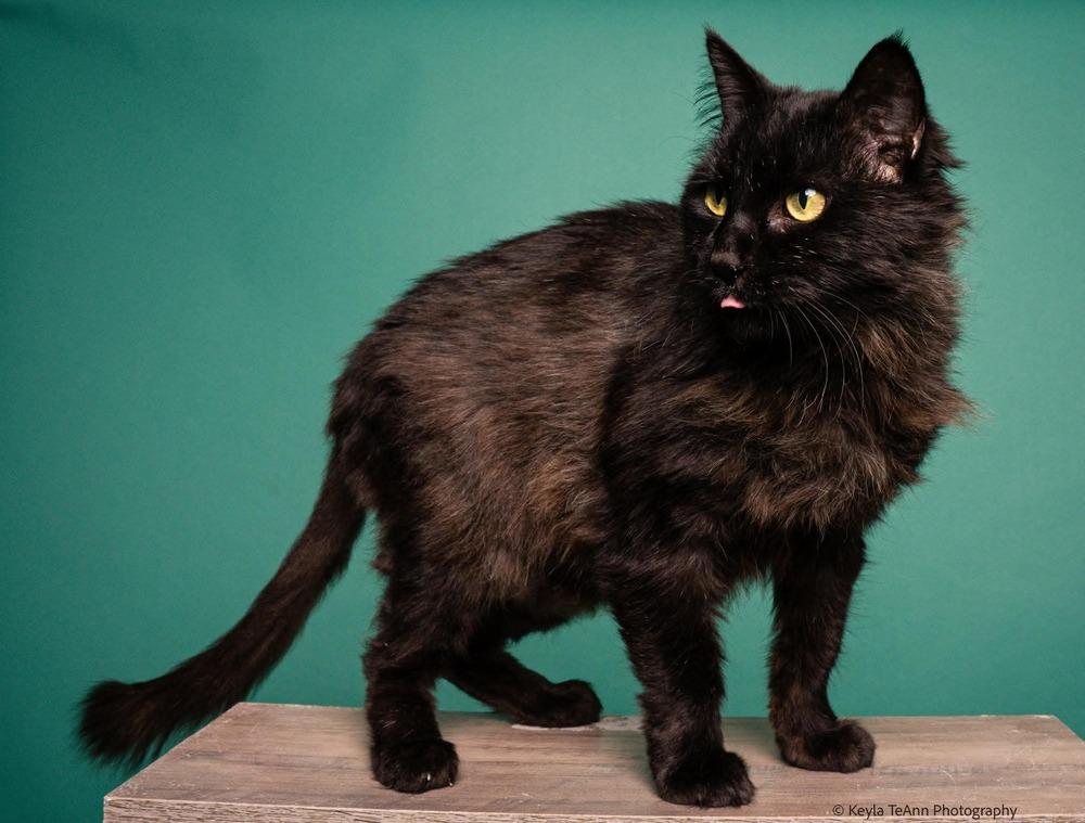 Dutchess, Adoptable, Adult Female Domestic Medium Hair.