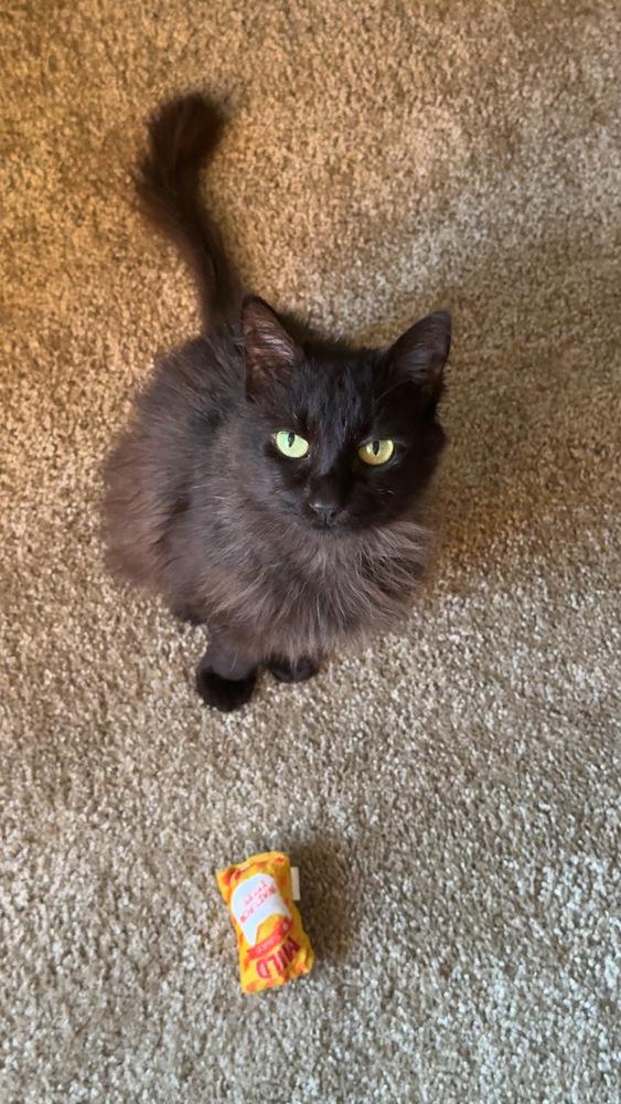 Enlarge Dutchess, a Adoptable Domestic Medium Hair in Statesboro, GA image 2/4