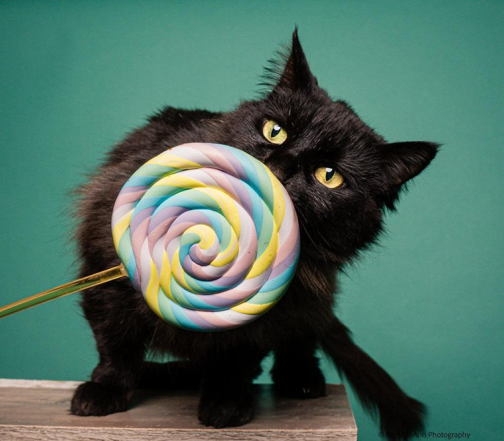 Enlarge Dutchess, a Adoptable Domestic Medium Hair in Statesboro, GA image 3/4