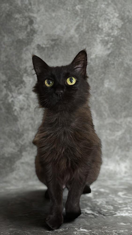 Enlarge Dutchess, a Adoptable Domestic Medium Hair in Statesboro, GA image 4/4