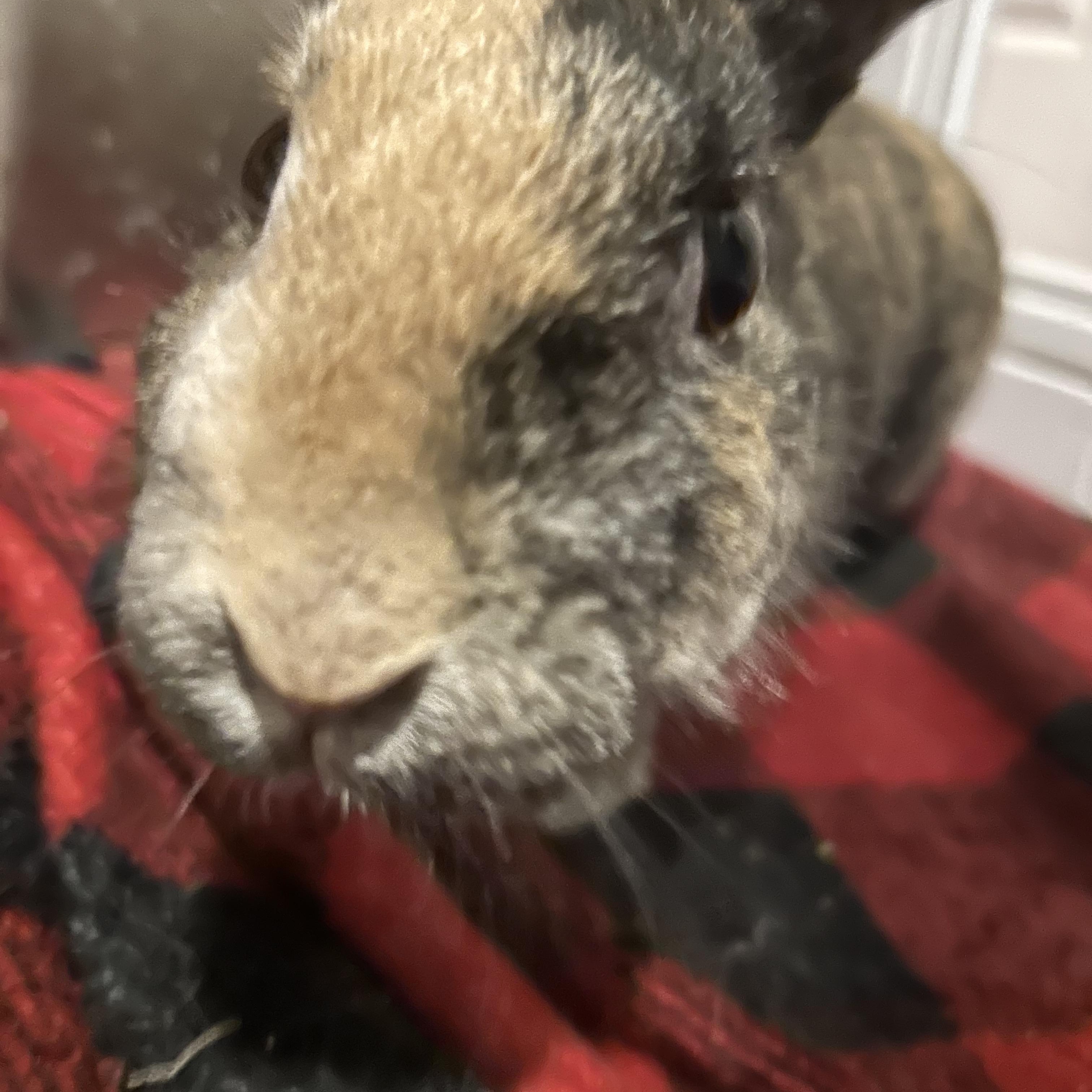 Enlarge Petunia, a ADOPTABLE mixed breed in Midlothian, VA image 1/4