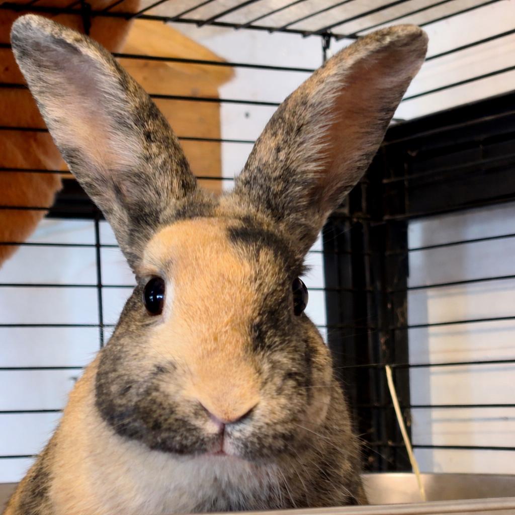 Enlarge Petunia, a ADOPTABLE mixed breed in Midlothian, VA image 1/5