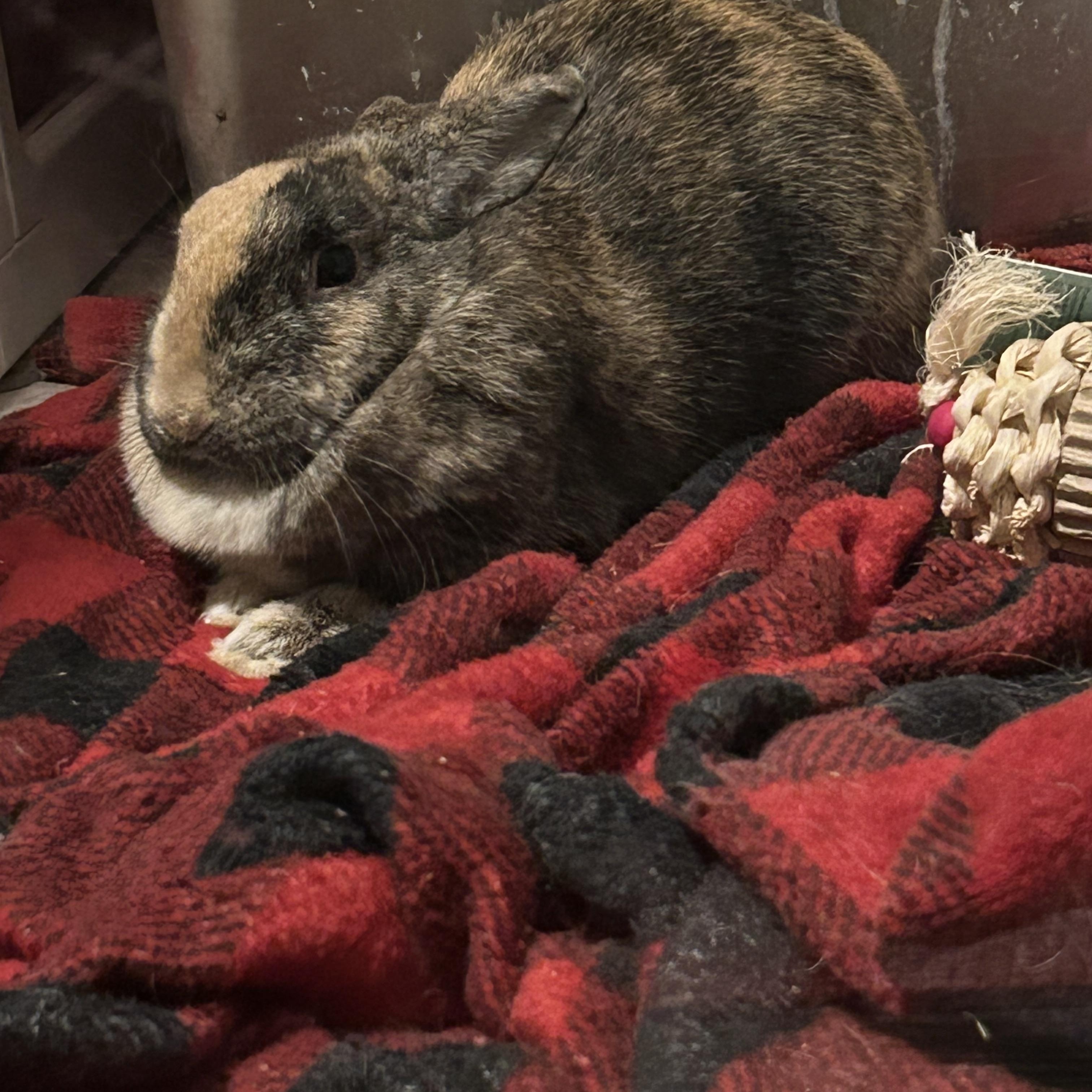 Enlarge Petunia, a ADOPTABLE mixed breed in Midlothian, VA image 3/4