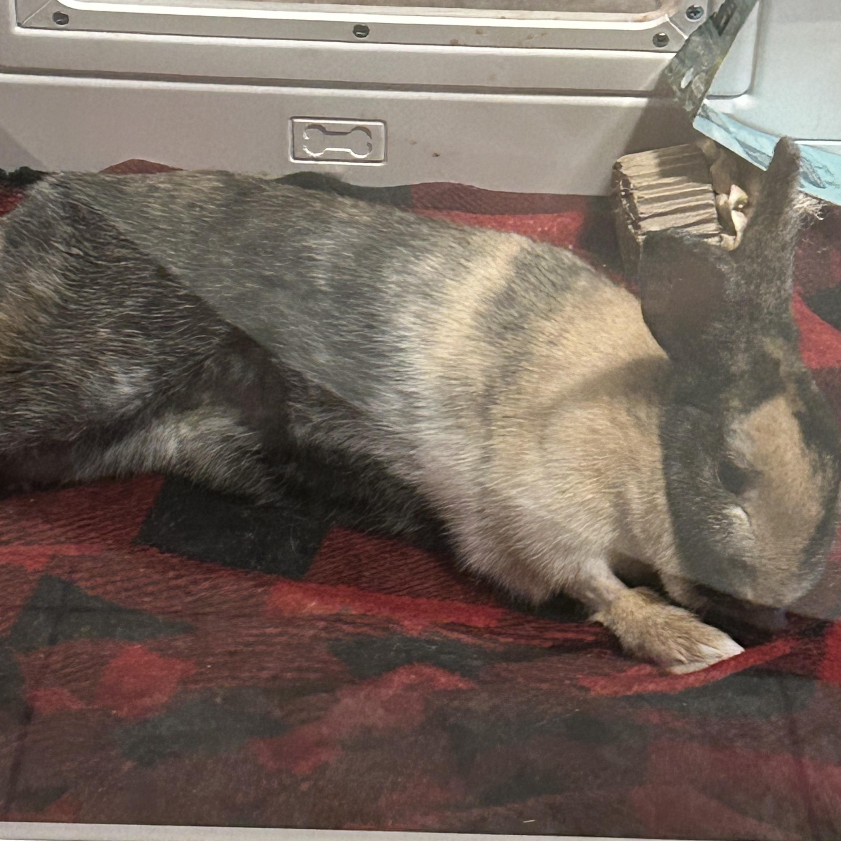 Enlarge Petunia, a ADOPTABLE mixed breed in Midlothian, VA image 2/4