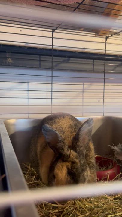 Enlarge Petunia, a ADOPTABLE mixed breed in Midlothian, VA video 4/4