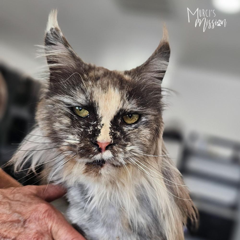 Natasha, Adoptable, Adult Female Domestic Long Hair & Domestic Short Hair.