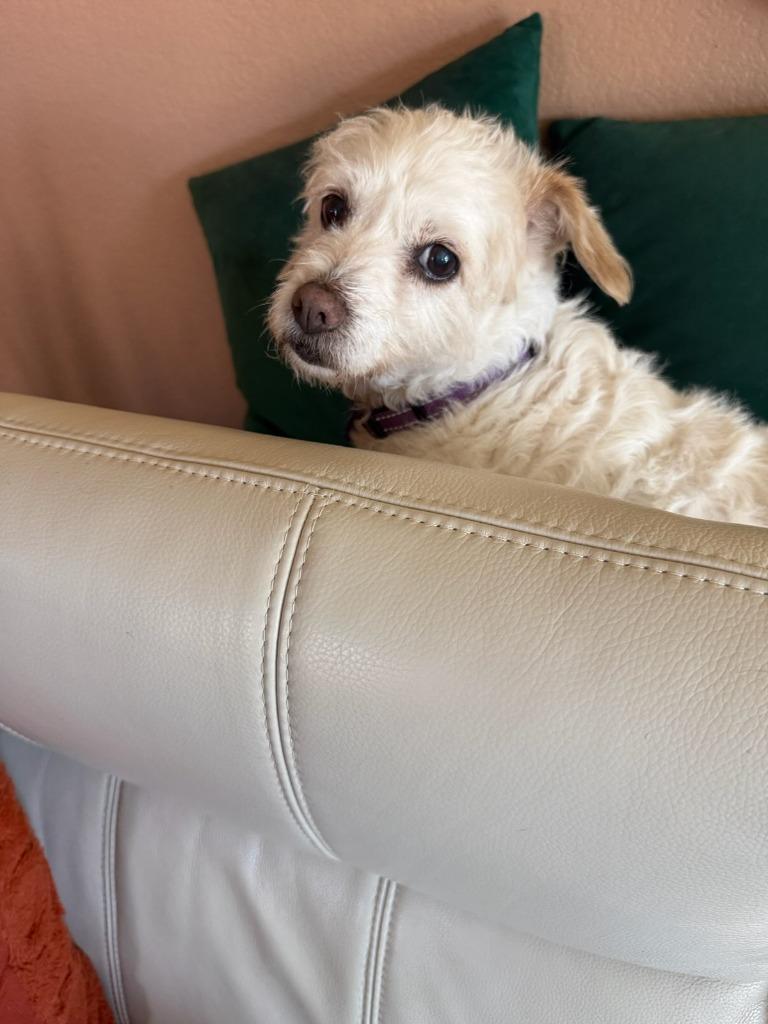Enlarge Maxie (Mazzy), a Adoptable mixed breed in El Cajon, CA image 1/6