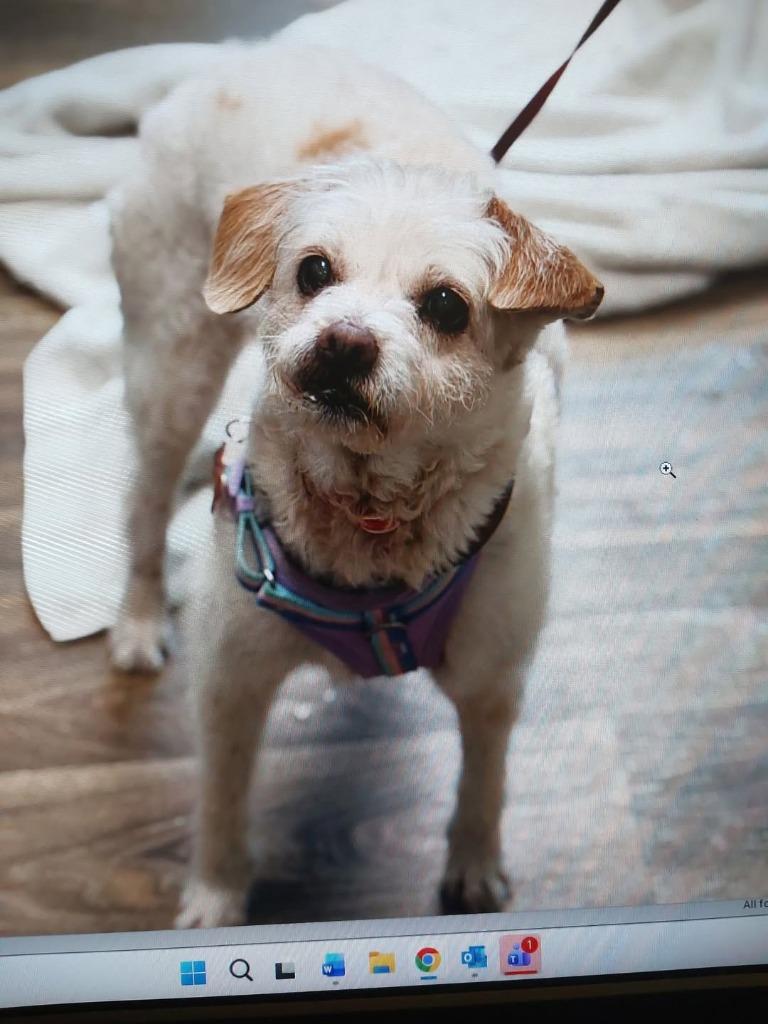 Enlarge Maxie (Mazzy), a Adoptable mixed breed in El Cajon, CA image 2/6