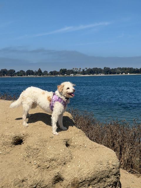 Enlarge Maxie (Mazzy), a Adoptable mixed breed in El Cajon, CA image 3/6