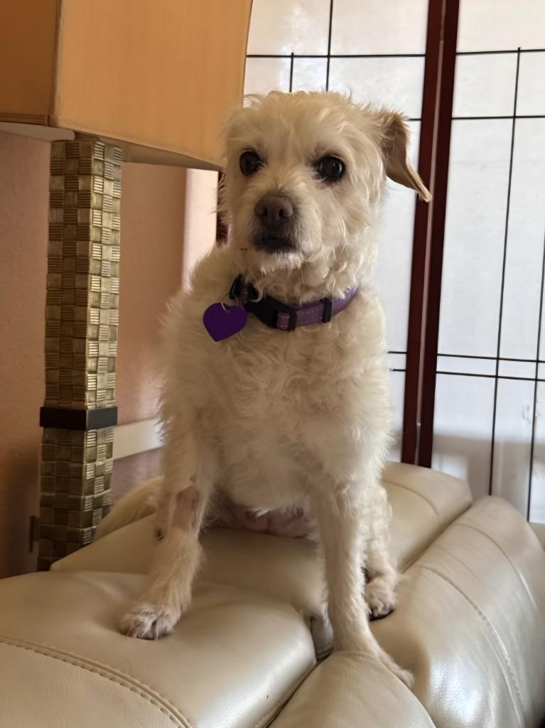 Enlarge Maxie (Mazzy), a Adoptable mixed breed in El Cajon, CA image 4/6