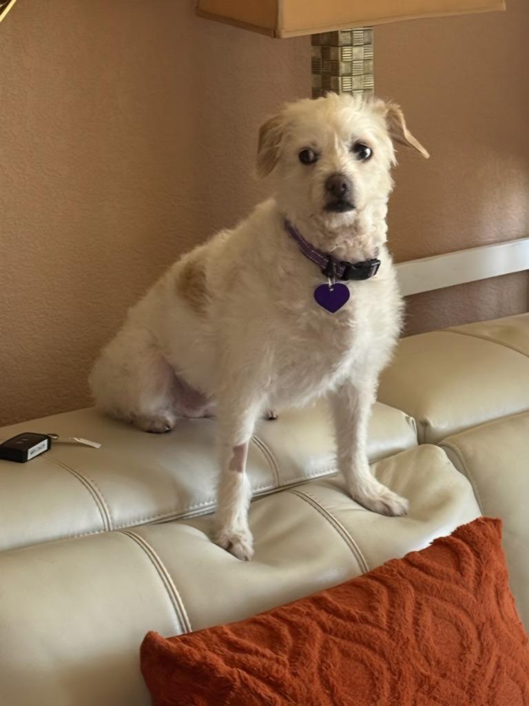 Enlarge Maxie (Mazzy), a Adoptable mixed breed in El Cajon, CA image 5/6
