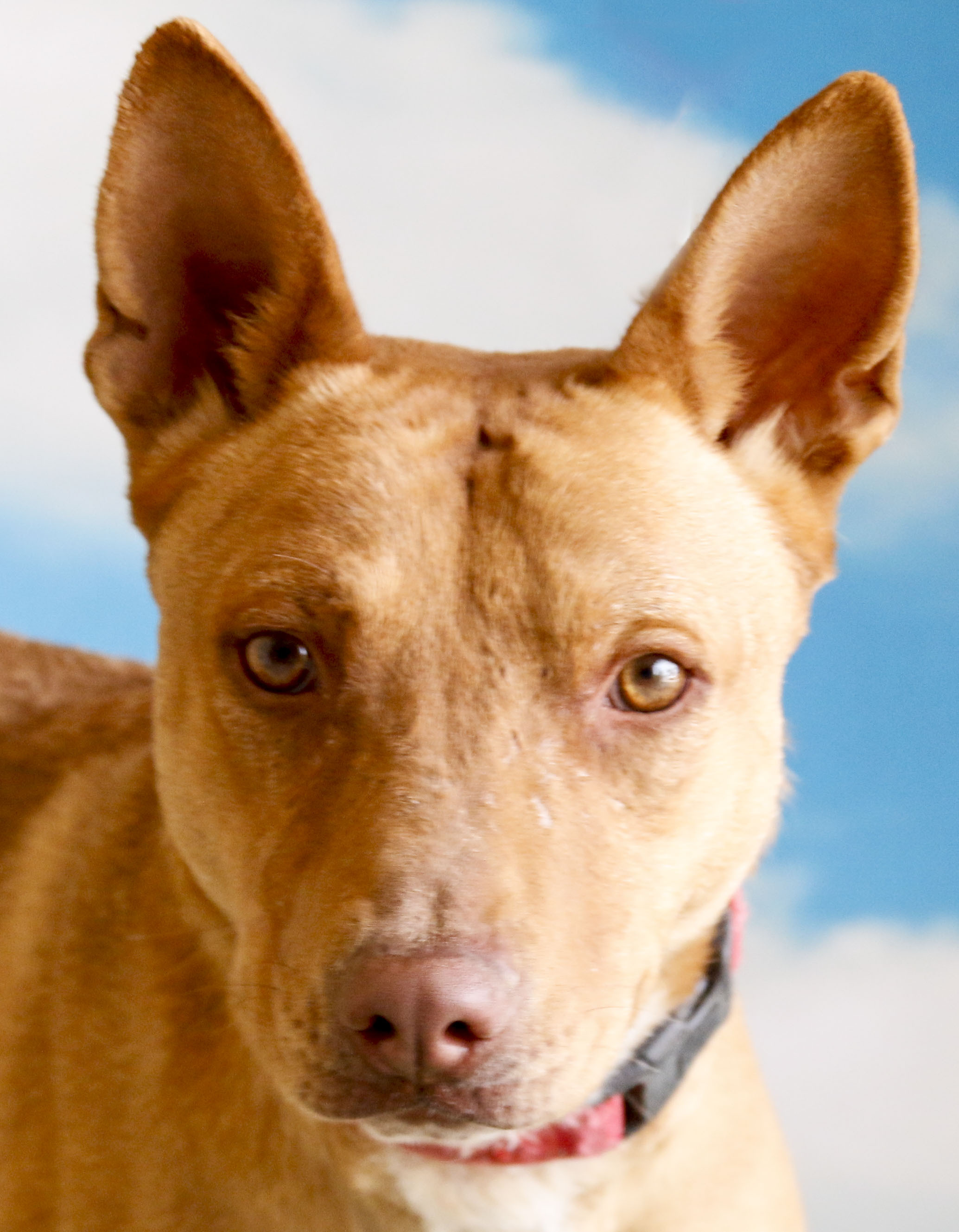 Scooter, Adoptable, Young Male Cattle Dog.