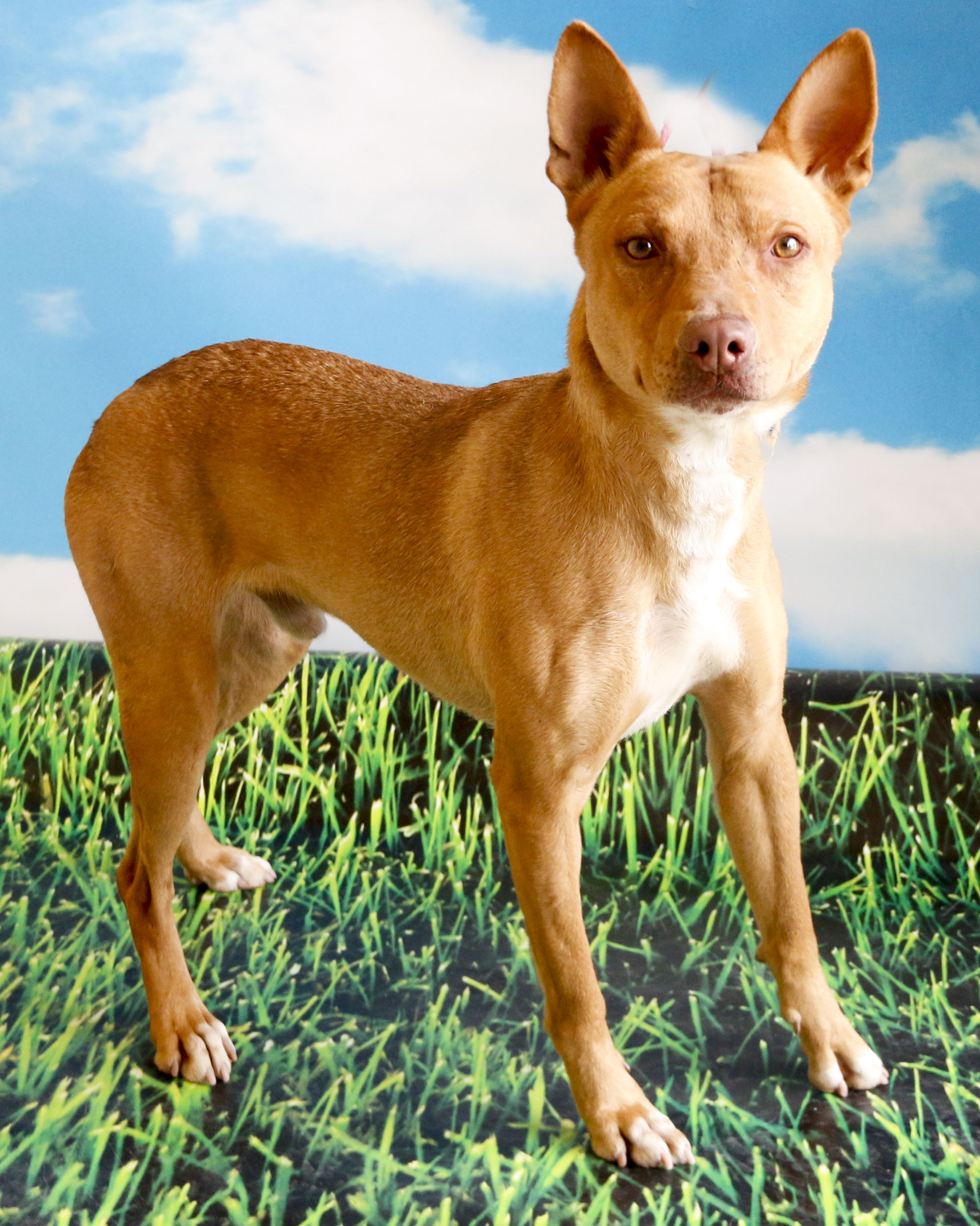 Enlarge Scooter, a Adoptable mixed breed in Casa Grande, AZ image 3/3