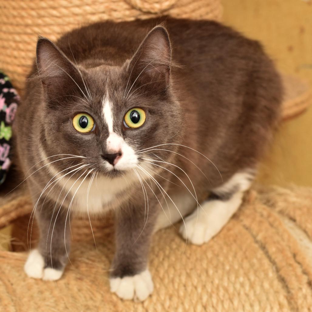 Flavel, Adoptable, Adult Female Domestic Long Hair.