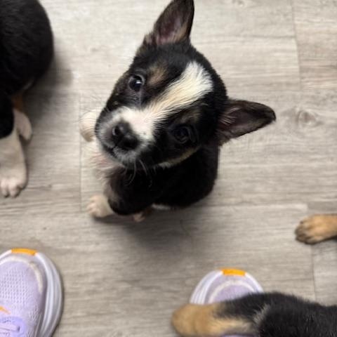 Blue, a Adoptable mixed breed image 1/2