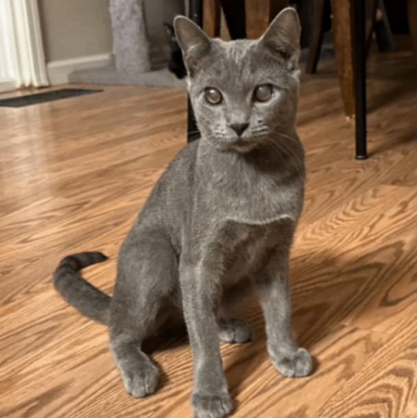 Mercury, an adopted Domestic Short Hair in Suisun City, CA_image-1