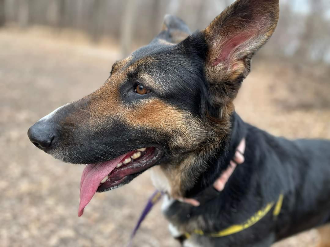 Enlarge LONDON, a Adoptable German Shepherd Dog in TULSA, OK image 9/13