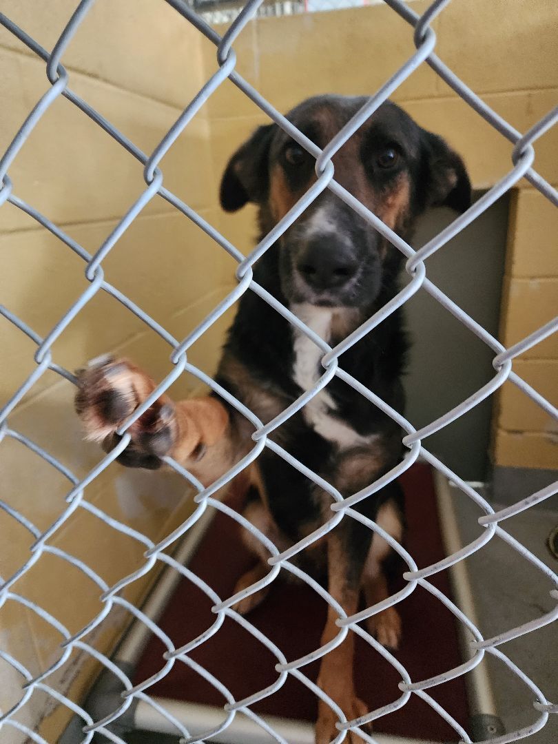 Enlarge LONDON, a Adoptable German Shepherd Dog in TULSA, OK image 10/13