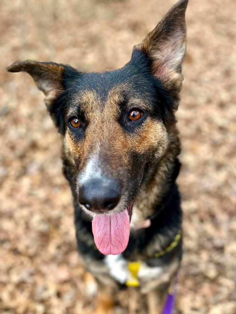 Enlarge LONDON, a Adoptable German Shepherd Dog in TULSA, OK image 1/13