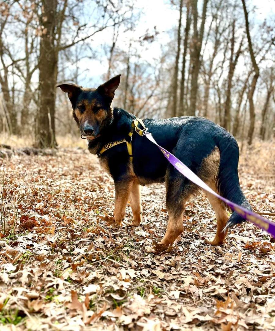 Enlarge LONDON, a Adoptable German Shepherd Dog in TULSA, OK image 11/13