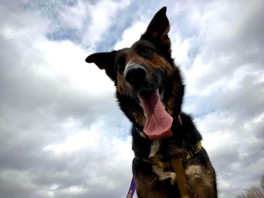 Enlarge LONDON, a Adoptable German Shepherd Dog in TULSA, OK image 12/13