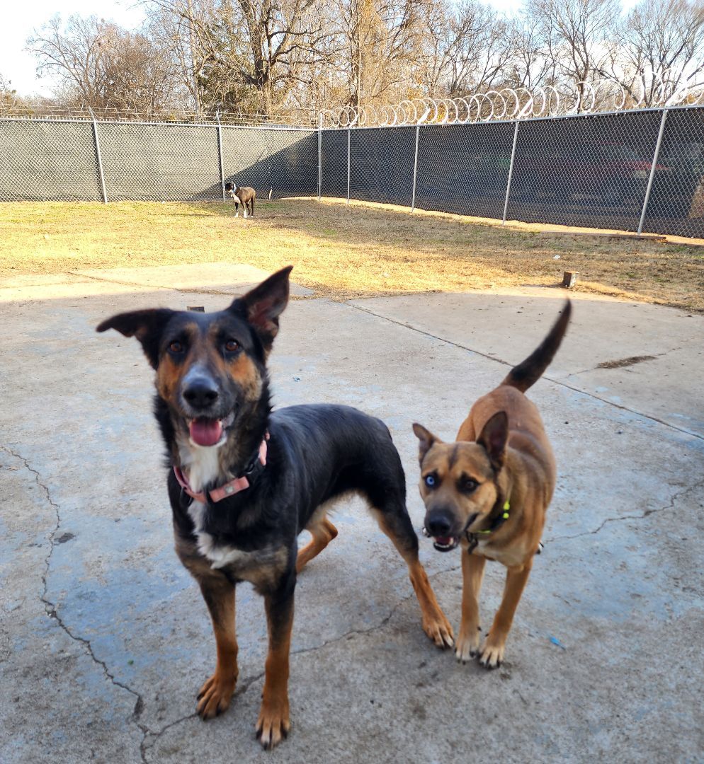 Enlarge LONDON, a Adoptable German Shepherd Dog in TULSA, OK image 13/13