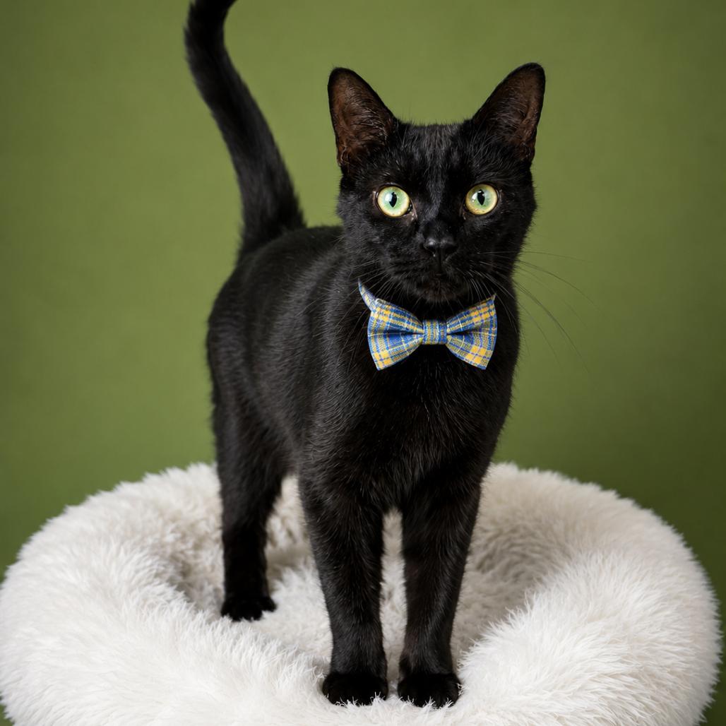 Magpie, a Adoptable mixed breed in Binghamton, NY image 1/4