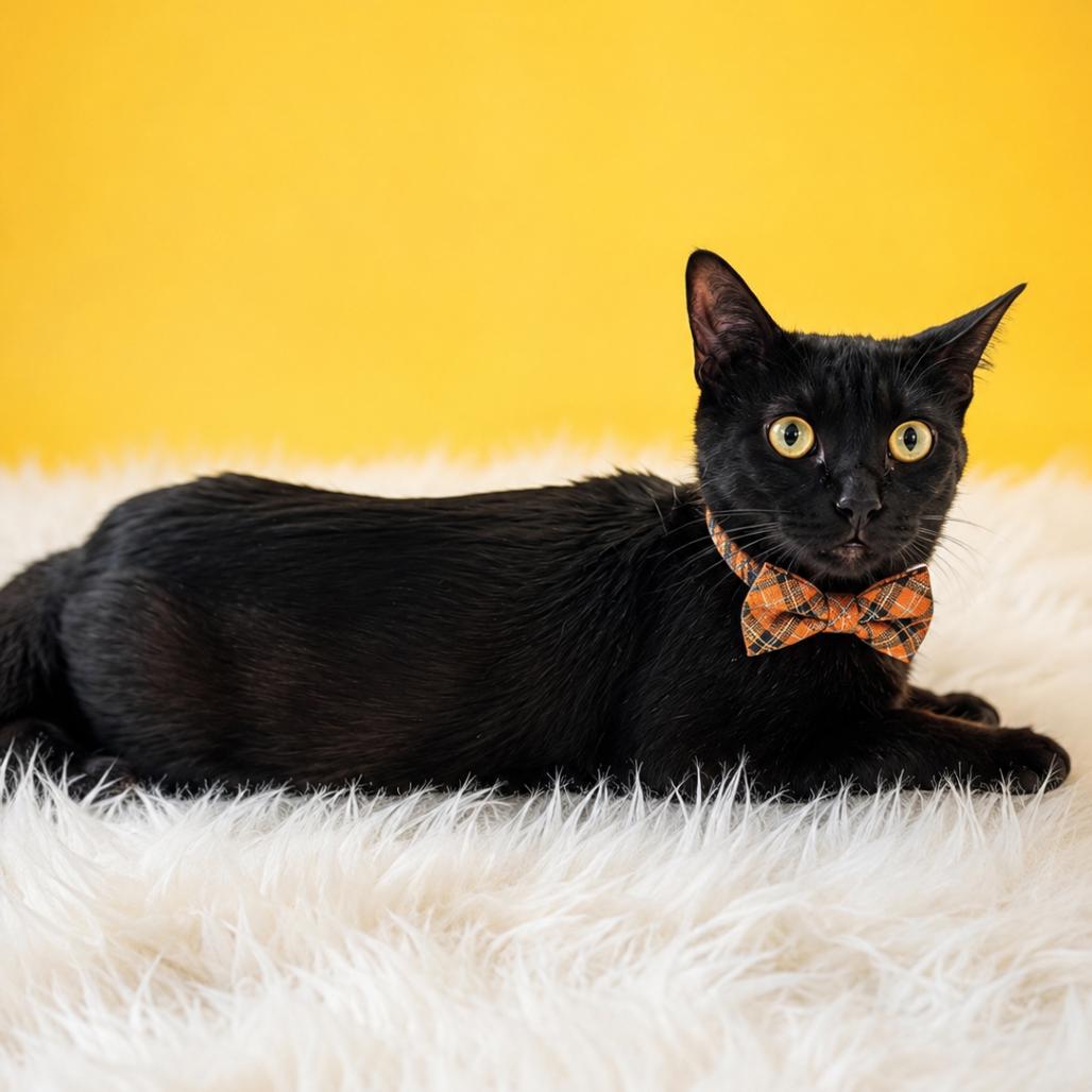 Magpie, a Adoptable mixed breed in Binghamton, NY image 3/4