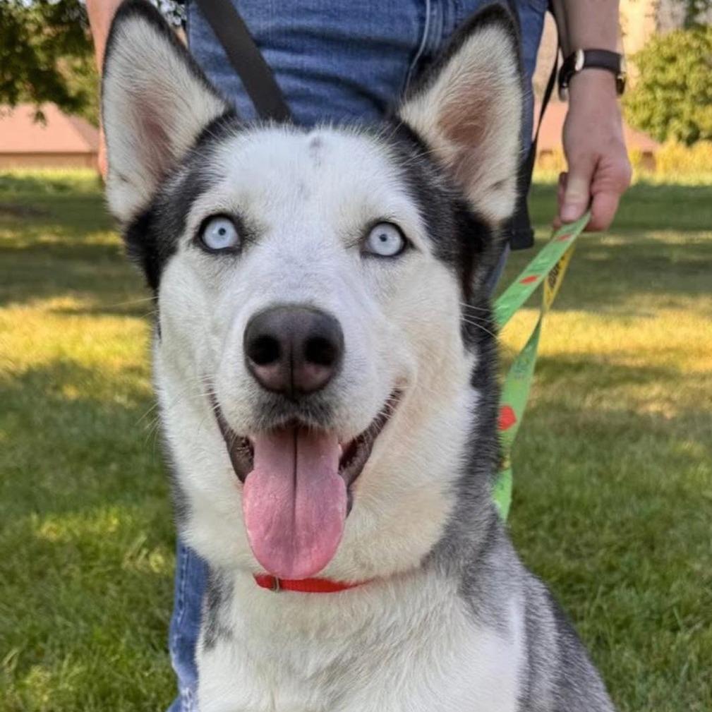 Shelby, a Adoptable Siberian Husky in Carol Stream, IL image 1/3