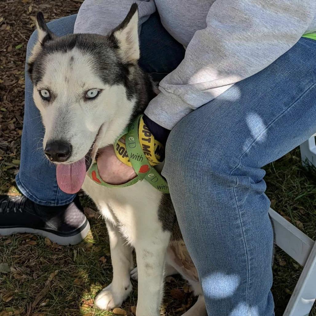 Shelby, a Adoptable Siberian Husky in Carol Stream, IL image 2/3