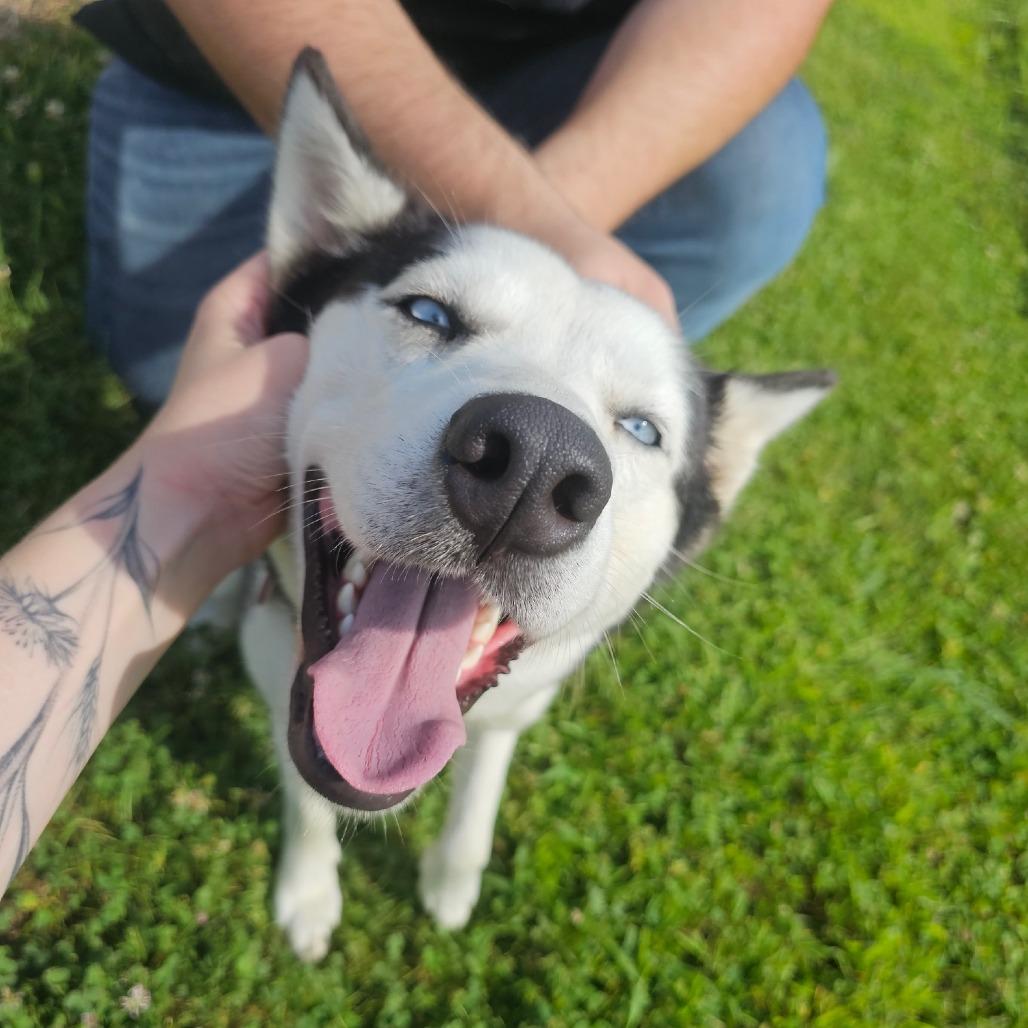 Shelby, a Adoptable Siberian Husky in Carol Stream, IL image 3/3