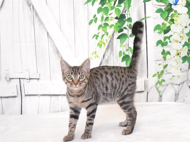 JETHRO, Adoptable, Kitten Male Domestic Short Hair & Domestic Short Hair.