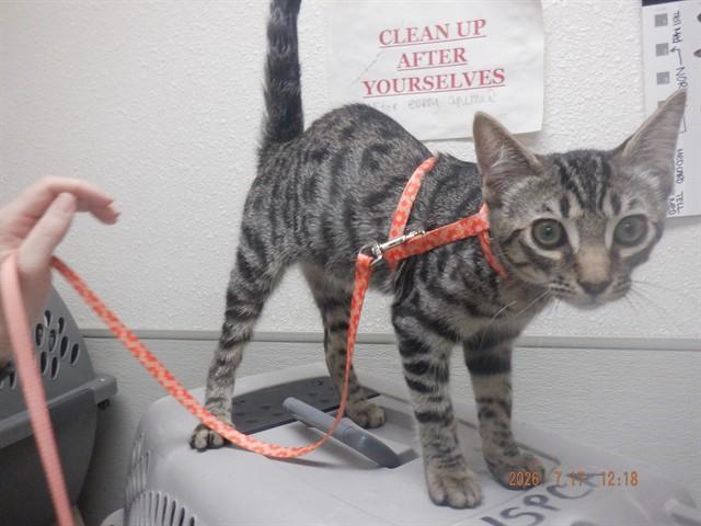 JETHRO, Adoptable, Kitten Male Domestic Short Hair & Domestic Short Hair.