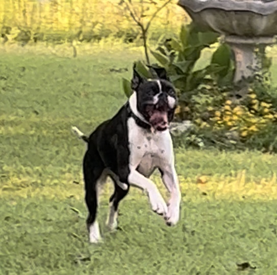 Jimmy Oreo, Adopted, Young Male Boxer.