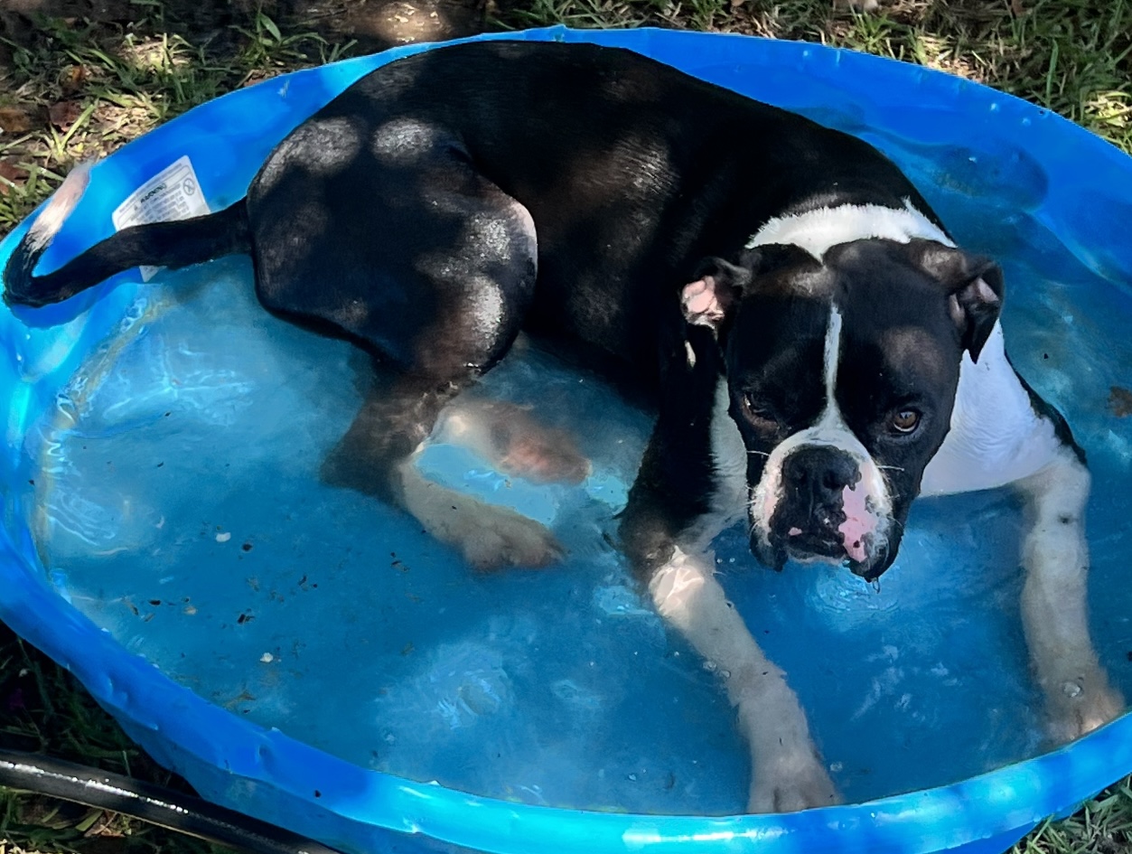 Enlarge Jimmy Oreo, a Adopted Boxer in Leesburg, GA image 2/4
