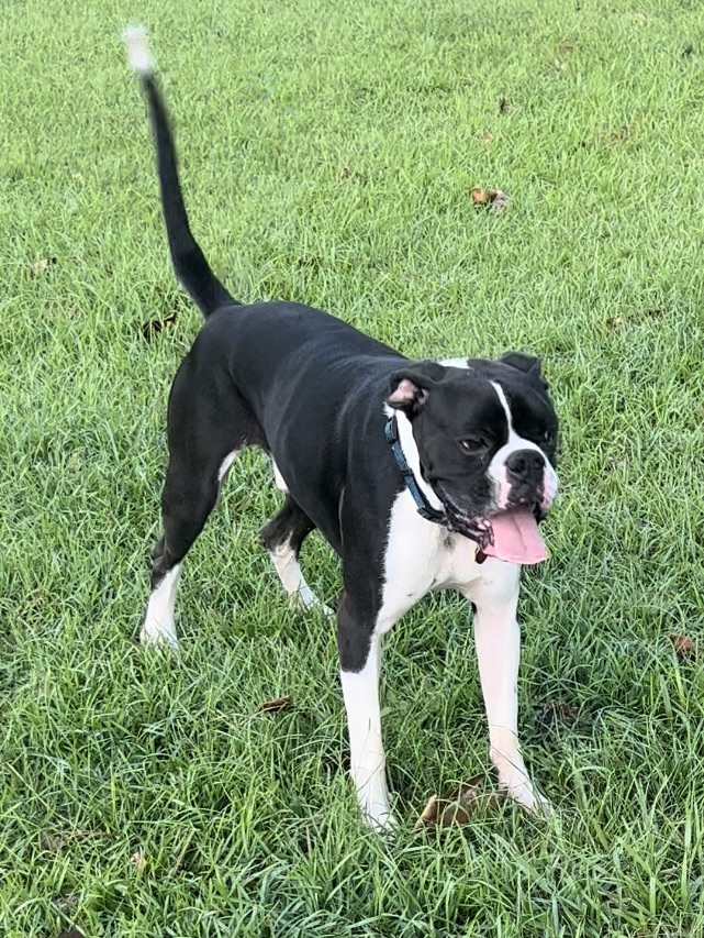 Enlarge Jimmy Oreo, a Adopted Boxer in Leesburg, GA image 3/4