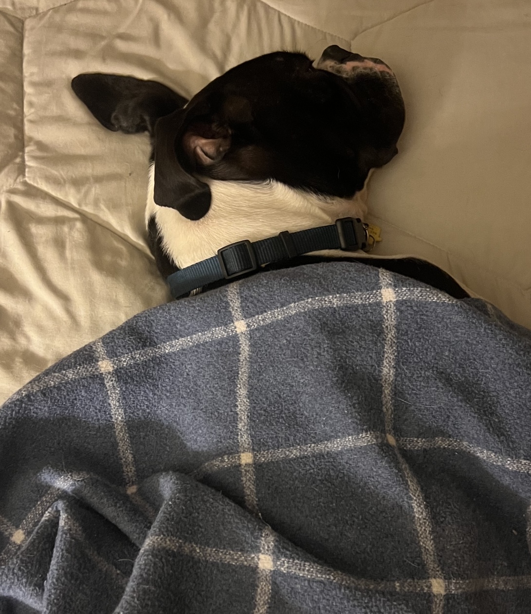 Enlarge Jimmy Oreo, a Adopted Boxer in Leesburg, GA image 4/4