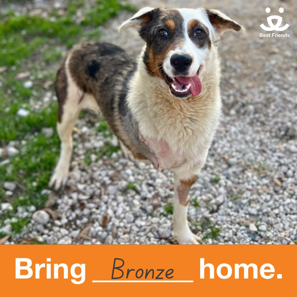 Enlarge Bronze, a Adoptable Border Collie in Houston, TX image 1/4