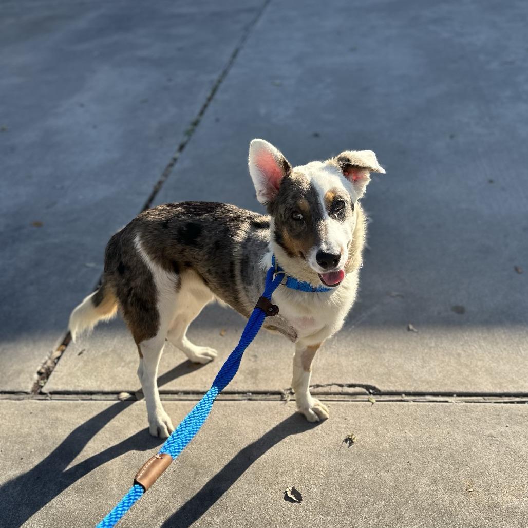 Enlarge Bronze, a Adoptable Border Collie in Houston, TX image 2/4