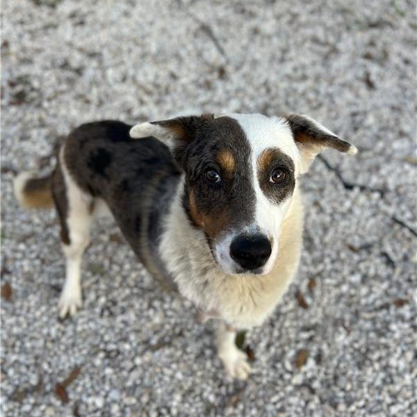 Enlarge Bronze, a Adoptable Border Collie in Houston, TX image 3/4
